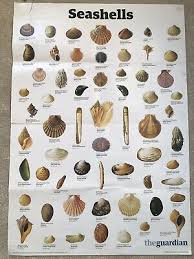 Seashells The Guardian Wallchart A1 Poster Wall Chart