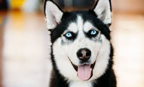 Why does eye color change? 19 Dog Breeds With Blue Eyes Huskies Weirmaraners And More