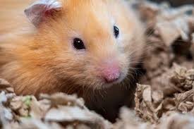 How Much Bedding Should A Hamster Have
