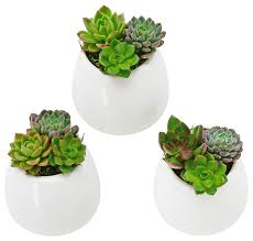 Small Round Wall Planters Set Of 3