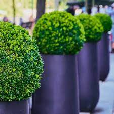 evergreen shrubs for pots in the shade