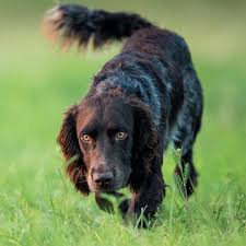 The deutscher wachtelhund is a medium sized, muscular dog used as a gundog. Deutscher Wachtelhund Der Hund