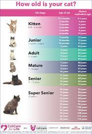 senior cats nutritional adaptations