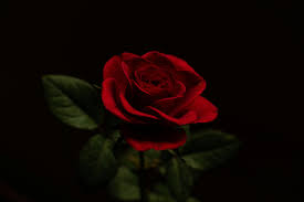 red rose with a black background