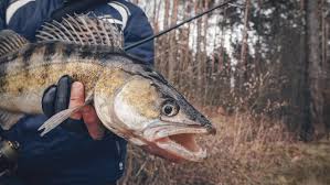 5 Best Baits For Walleye Fishing