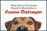 canine distemper