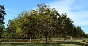 5 Best Shade Trees For Texas Forest