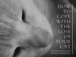 An increased heart rate at times of rest may indicate an underlying condition your cat may not have other symptoms along with his increased heat rate. When Your Cat Dies Gentle Tips To Heal Your Grieving Heart Pethelpful By Fellow Animal Lovers And Experts