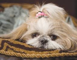 An adorable toy pup, the shih tzu is a playful yet gentle breed that is great with children and make for great roommates in homes of all sizes. Shih Tzu