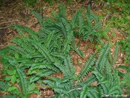 Polystichum acrostichoides - Michigan Flora