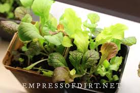how to grow vegetables indoors easy