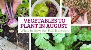 Vegetables To Plant In August What To