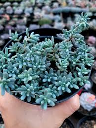 planta suculenta sedum blue carpet
