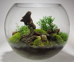 Miniature Garden In A Glass Bowl