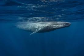 microplastics blue whales could be