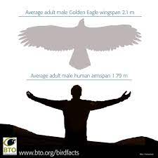bto on twitter golden eagles are huge