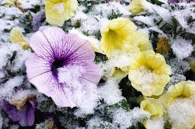 Are Petunias Cold Hardy Tips For