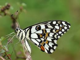 Papilio Demoleus Wikipedia