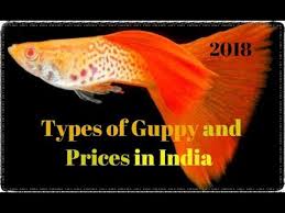 Guppy Fish Wholesale Price Mandi Rate For Female Guppy