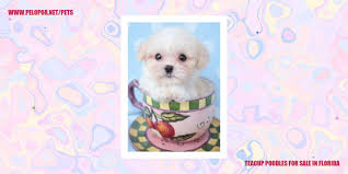 teacup poodles in florida