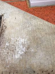 carpet cleaning auckland updates on