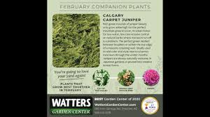 how to grow calgary carpet juniper