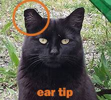 Cats with notched or tipped ears are just released from the trap, cats that do not have a notched or tipped ear are taken in to be altered. Ear Tipping Feral Cat Spay Neuter Project