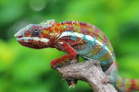 18 fun and compelling chameleon facts