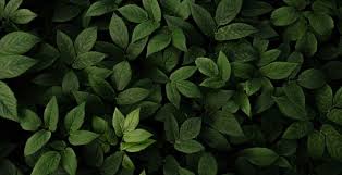 green plants desktop wallpaper