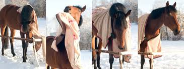Understanding Horse Blankets