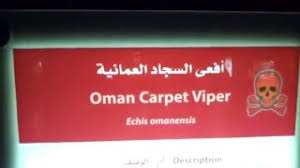 the venomous oman carpet viper echis