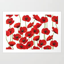 Poppies Flowers Red Field White