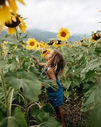 24 Sunflower Field Photoshoot Ideas And