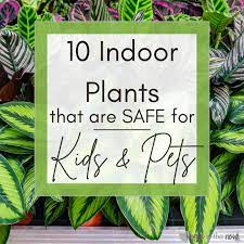 10 Indoor Plants That Are Safe For Kids