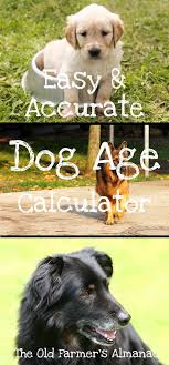 Dog Age Chart Dog Years To Human Years Dogs And Puppies