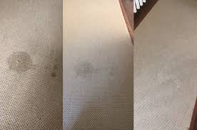 dog stains out of my sisal carpets