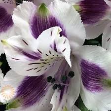 Watercolor white lily flower bouquet collection. Purple And White Alstroemeria Wholesale Flowers Diy Wedding Flowers