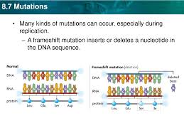 Dna replication dna discovery of the dna double helix a. Dna And Mutations Webquest Punnett S Square Most Cancer Causing Mutations A Result Variation Or Genetic Variation Is Seen In An Individual Of Any Species Groups Or Population And Is Observed