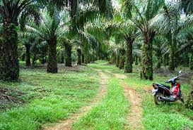 Pemeliharaan tm meliputi pengendalian tanaman. File Perkebunan Kelapa Sawit Milik Rakyat 12 Jpg Wikipedia