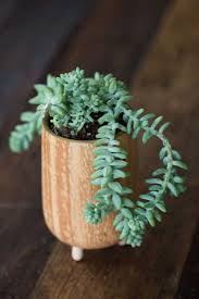 Succulent identification there s an app for that. Succulents Explained How To Identify And Grow 12 Favorites Gardenista