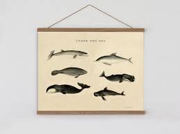 Vintage Whale Poster Under The Sea Wall Chart Whales