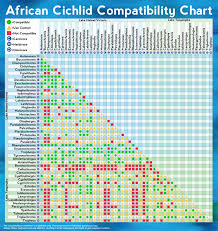 African Cichlid Compatibility Chart Visual Ly