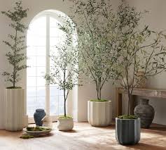 Potted Trees Plants Trees Pottery Barn