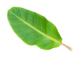 banana leaf images