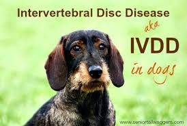 Intervertebral Disc Disease In Dogs
