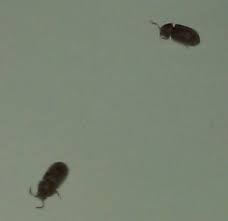 Those tiny flying bugs are not flies at all. Drugstore Beetles What S That Bug
