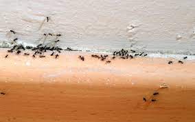 fourmis minuscules dans votre maison