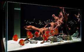 28 Modern Fish Tanks That Inspire Relaxation gambar png