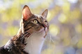 When your cat's ears are healthy, they're pink and clean inside, have no smell, have very little or no wax, and seem able to detect the sound of a can opener from a mile away. Why Do A Cats Ears Twitch