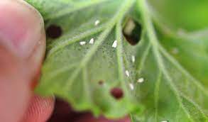 Control Of Whitefly On Garden Plants